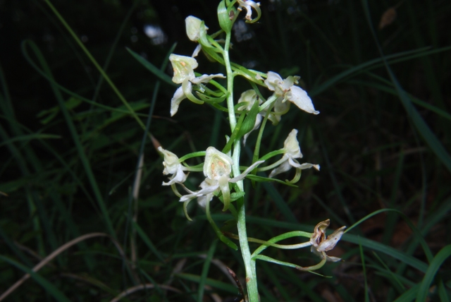 Platanthera